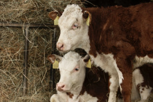 В Ковровском районе ввели карантин по лейкозу коров
