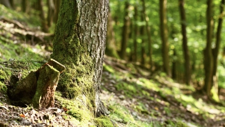 У арендатора леса в Гороховецком районе отсудили 2,3 млн рублей за вырубку