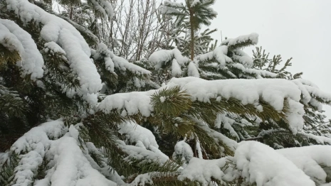 Прогноз погоды во Владимире и области на 27 декабря