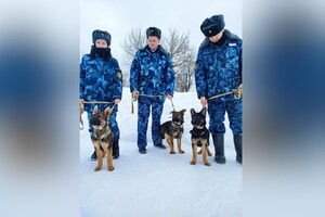 Владимирские кинологи приняли на службу трех щенков из питомника в Подмосковье