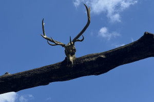 Очевидцы: на охоте под Собинкой случайно застрелили человека