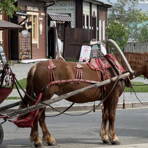 Глава СК напомнил о ДТП с гужевой повозкой и московским журналистом в Суздале