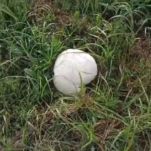 Во Владимирской области нашли поляну гигантских грибов