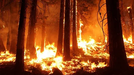 МЧС нанесло пожары во Владимирской области на интерактивную карту