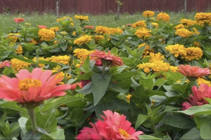 Во Владимире выбрали подрядчика для озеленения города