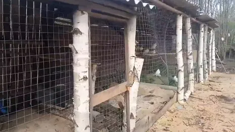 Во Владимирской области вандалы разгромили приют и украли птицу
 