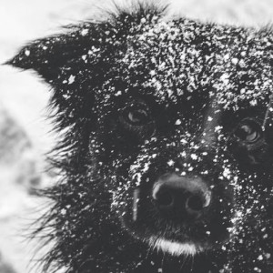 Владимирский приют для животных может переехать в промзону 