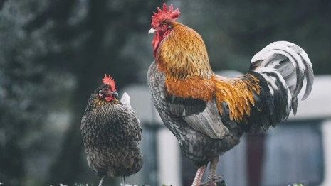 День Иоанна Крестителя: что можно и чего нельзя делать 9 марта