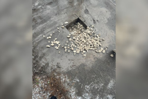 Ремонт тротуара в Петушках привел к уголовному делу о мошенничестве