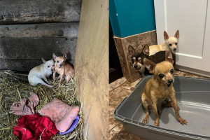 Волонтеры ищут дом для 3 собак после гибели их хозяйки в ДТП под Александровом