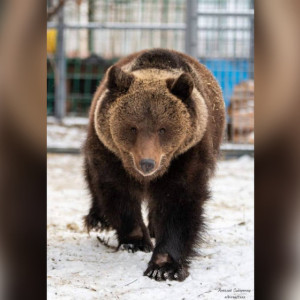 Стала известна судьба пойманного в Александровском районе медвежонка