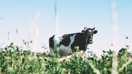 Стало известно, где во Владимирской области выпускают самое вкусное молоко 