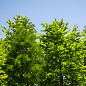 Прогноз погоды во Владимире и области на 27 мая