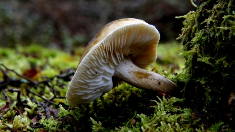 Во Владимирской области заблудились двое грибников