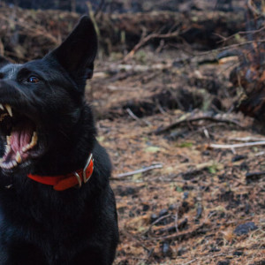 Во Владимирской области покусанные соседской собакой супруги отсудили 81 тыс. рублей