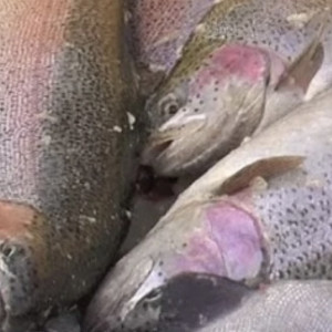 Во Владимирской области появилась ферма по выращиванию форели и вьюна