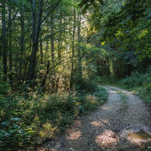Эксперт обвинил владимирских чиновников в массовой гибели деревьев из-за ясеневой златки