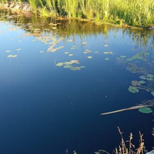 Жители Владимирской области достали из озера тело 45-летнего мужчины