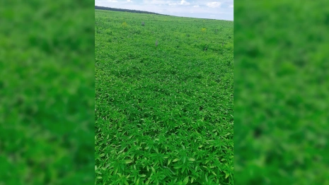 Во Владимирской области из конопли будут делать матрасы