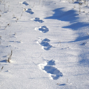 Во Владимире подходы к больницам и детским садам оказались завалены снегом