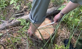 В Селивановском районе «черные лесорубы» уничтожили сосны на 60 тыс. рублей