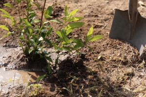 В Юрьев-Польском чиновник повредил валы 12 века при обустройстве канализации