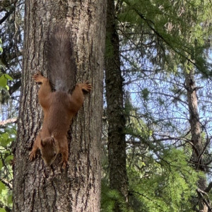 В Гороховецком районе вырубка деревьев нанесла серьезный ущерб животному миру