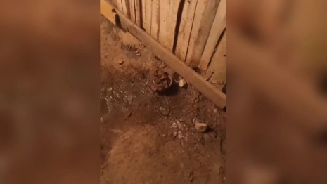 Во Владимире подвал жилого дома затопило фекалиями