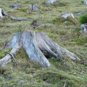 Во Владимирской области вырубка берез и осин привела к уголовному делу