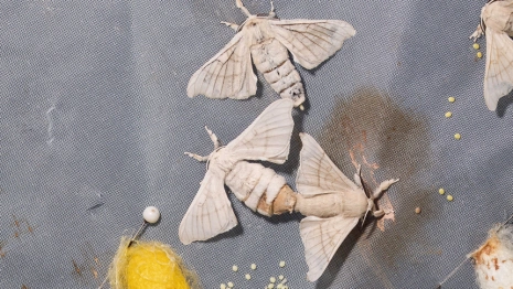 Во Владимирской области приготовились к борьбе с нашествием шелкопряда