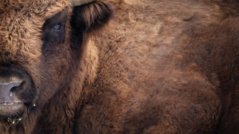 Во Владимирской области увидели краснокнижного зубра