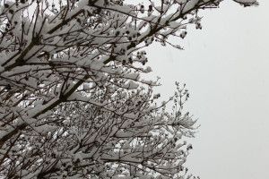 Прогноз погоды во Владимирской области на 26 декабря 2024 года