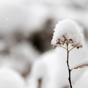 Синоптики назвали сроки появления снежного покрова во Владимирской области