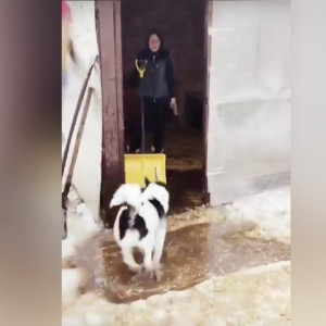 Во Владимире затопило приют для животных «Валента»