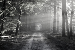 Пропавшую во Владимирской области 60-летнюю женщину нашли мертвой