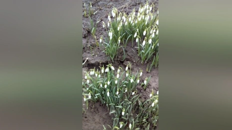 В микрорайоне Владимира расцвели подснежники