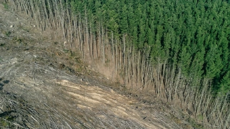 Во Владимирской области две фирмы «забыли» высадить лес взамен вырубленного  