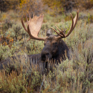 Во Владимирской области браконьера осудят за отстрел лося из винтовки с тепловизором