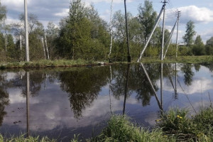 Прокуроры потребовали возбудить уголовное дело из-за гибели рыбы в озере под Киржачом