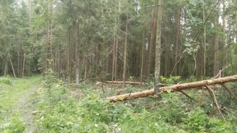 В Киржаче вырубка леса на 1,9 млн рублей обернулась уголовным делом