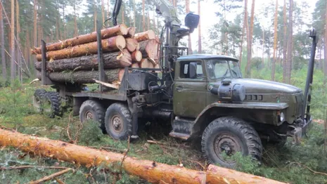 Житель Владимирской области вырубил лес на 630 тыс. рублей