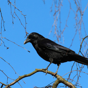 Герасим Грачевник: что можно и нельзя делать 17 марта
