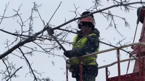Во Владимире около ДТЮ провели омолаживающую обрезку деревьев