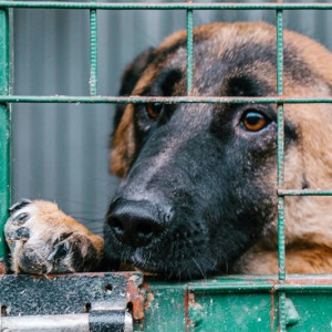 Во Владимире проектирование приюта для животных оценили в 2,4 млн