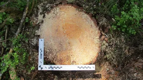 В Муроме «черные лесорубы» спилили деревья в природном заказнике