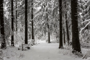 У пропавшего в Вязниковском районе 63-летнего мужчины были проблемы со здоровьем