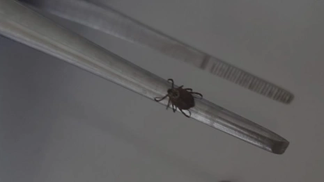 С жителей Владимирской области сняли 13 зараженных болезнью Лайма клещей