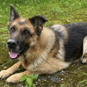 Владимирские полицейские объявили поиски нового хозяина для служебной собаки