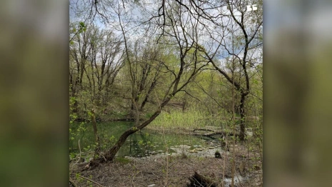 Владимирские активисты выступили против уничтожения пруда у ДТЮ