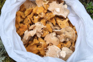 Во Владимирской области грибной сезон продолжился в начале зимы